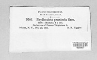 Didymella pomorum image